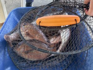 南伊勢町の魚釣り公園「佐助屋」釣果情報