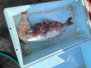 南伊勢町の魚釣り公園「佐助屋」釣果情報 75センチの大鯛