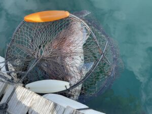 南伊勢町の魚釣り公園「佐助屋」釣果情報 75センチの大鯛2