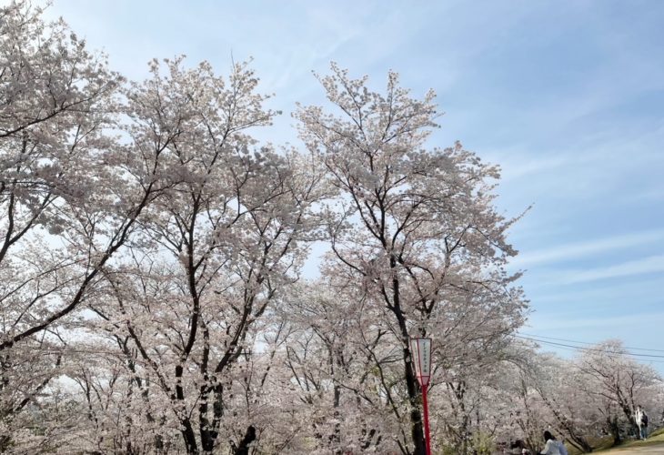 春休み！おすすめ 桜のお花見スポット！！ご紹介♡