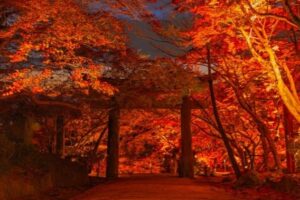 ライトアップされた竈門神社の紅葉