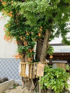 福岡県のスピリチュアルスポットとしても人気の御神木「櫛田の銀杏」
