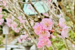 鬼滅の刃で有名な大宰府市の竈門神社の春桜
