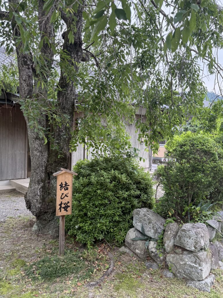 三重県松阪市飯高町の水屋神社の結び桜