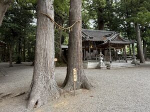 三重県松阪市飯高町の水屋神社の夫婦杉