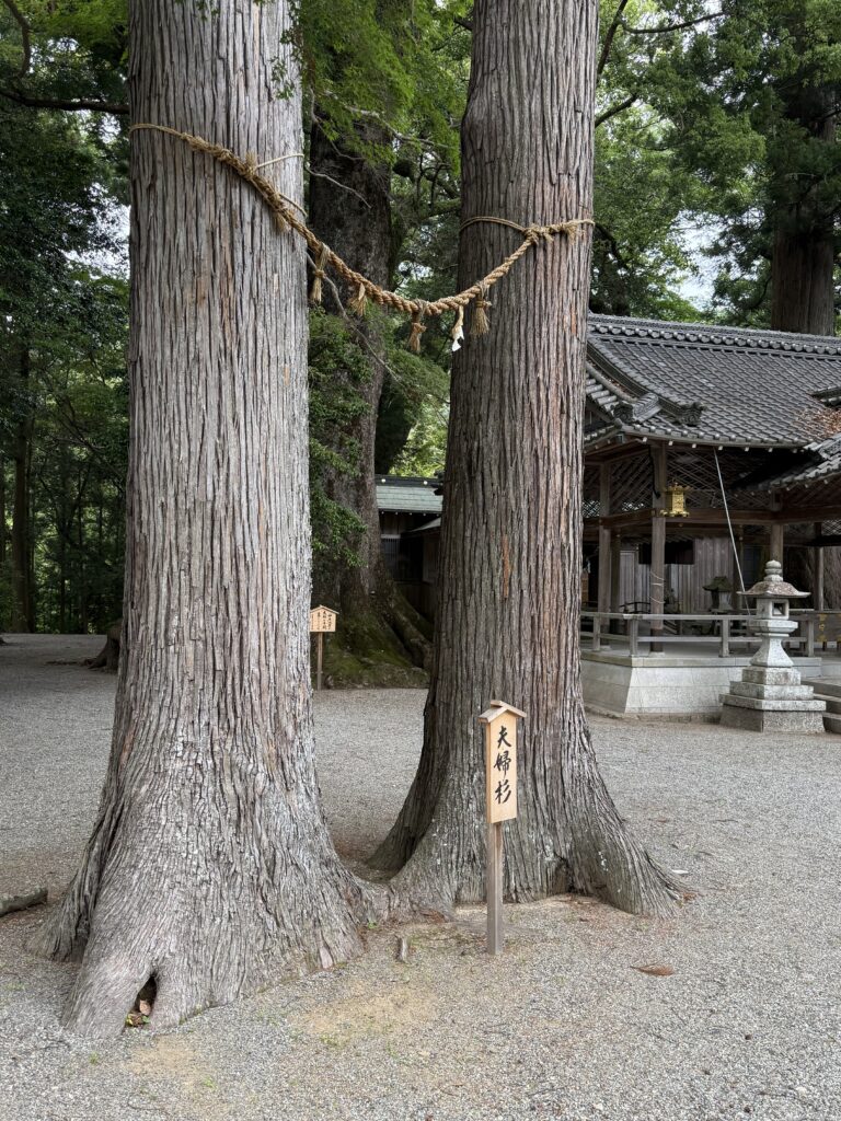 三重県松阪市飯高町の水屋神社の夫婦杉