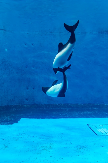 鳥羽水族館イロワケイルカの親子