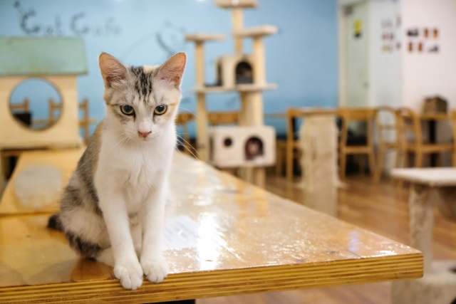 三重県の人気猫カフェ14店！ねこ好きの出会い・デートにおすすめ！