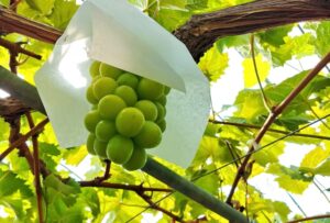 シャインマスカット狩り