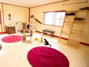 三重県鈴鹿市の保護猫カフェ 猫婆