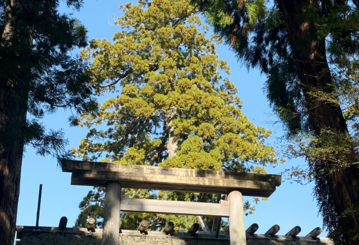 ＼毎年恒例／五社詣に行ってきました！！