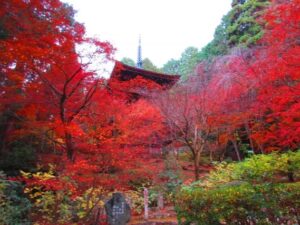 滋賀県 秋の紅葉の金剛輪寺-三重塔