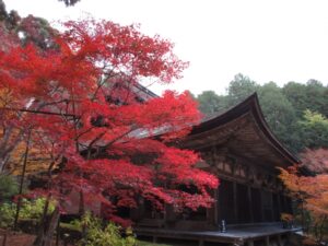 滋賀県 秋の紅葉の金剛輪寺-本堂