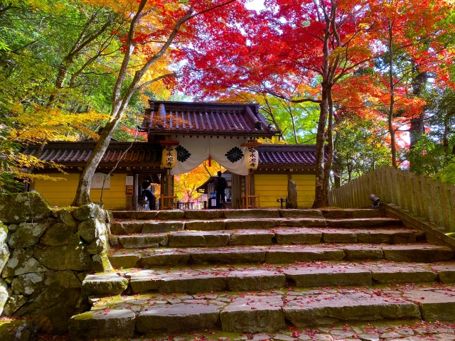 紅葉の永源寺（総門）