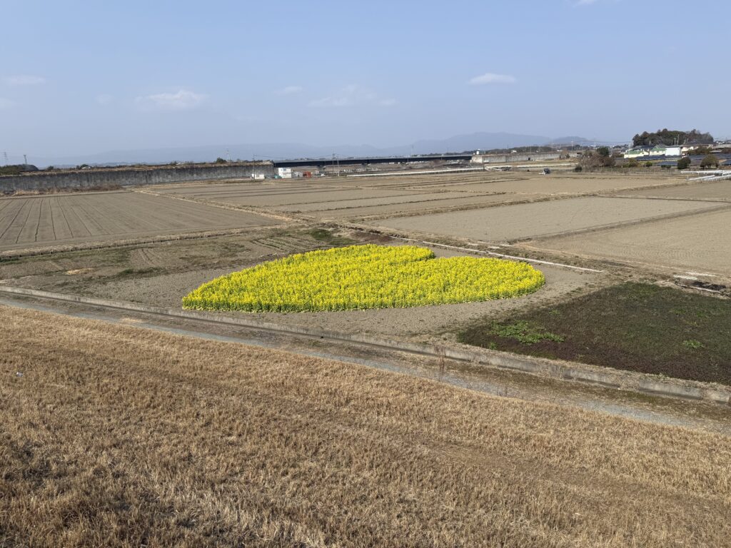 河川敷の道路から見たハート型「菜の花畑」2