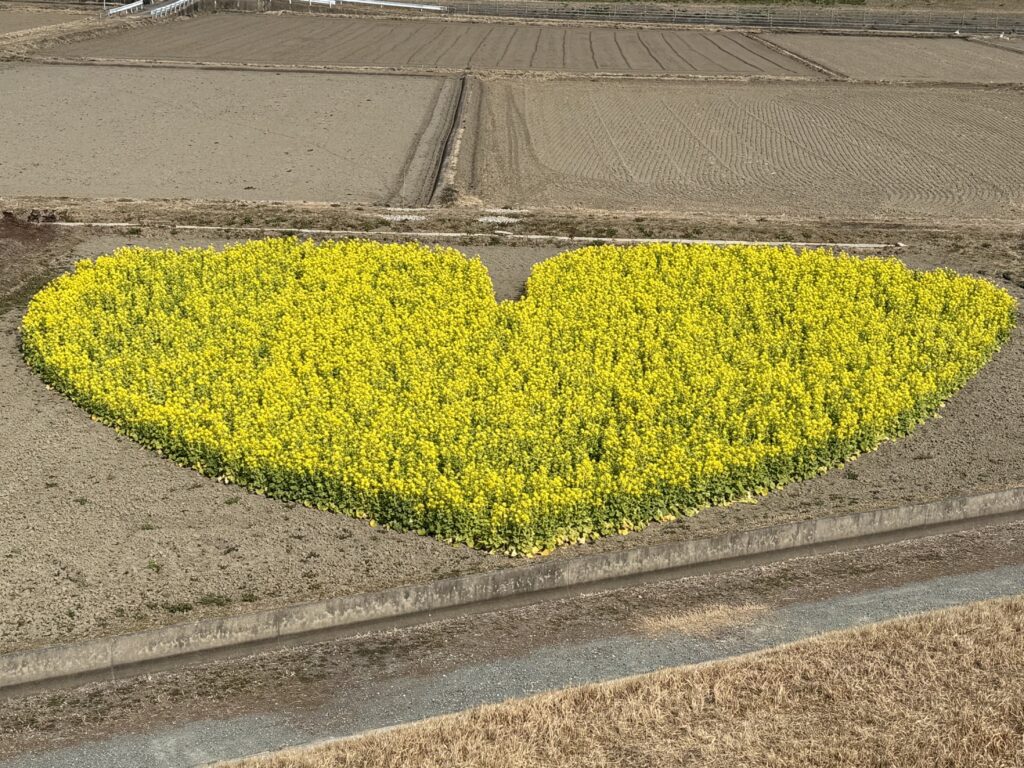 津市のハート型「菜の花畑」2