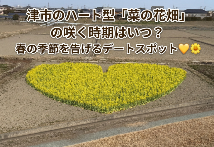津市のハート型「菜の花畑」の咲く時期はいつ？春の季節を告げるデートスポット💛🌼