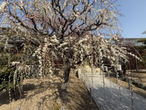 津市の「結城神社」梅まつりのしだれ梅
