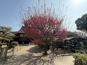 津市の「結城神社」梅まつりのしだれ梅2