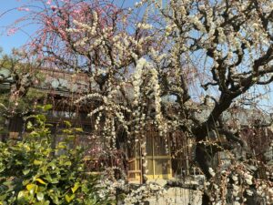 津市の「結城神社」梅まつりのしだれ梅4