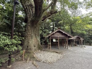 伊勢神宮 外宮・豊受大神宮の別宮「月夜見宮」のご神木
